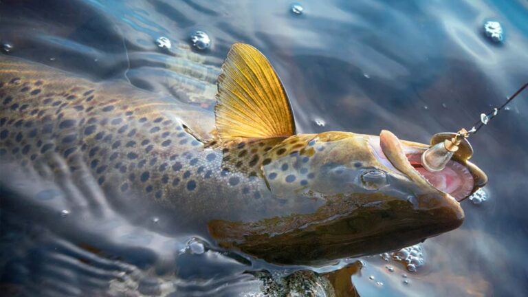 10 Best Trout Lures For Rivers and Streams