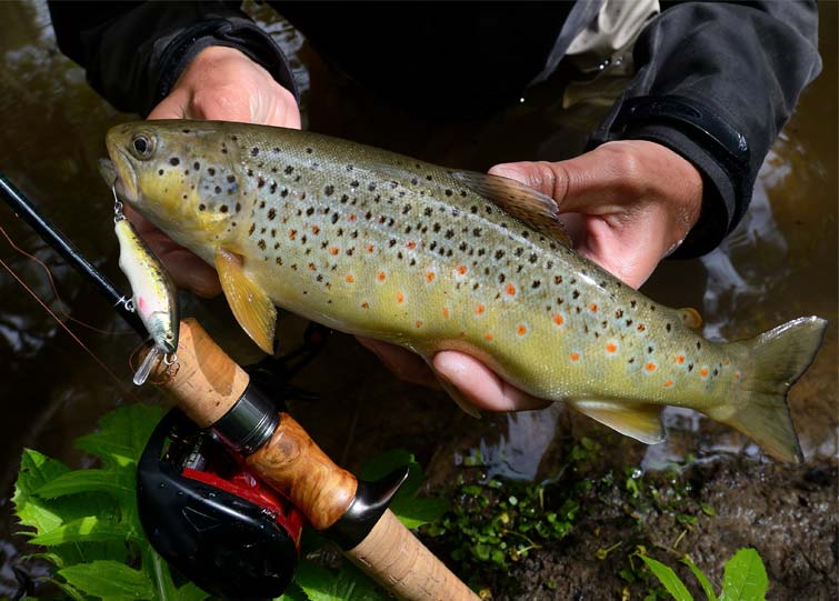 10 Best Trout Lures For Rivers and Streams