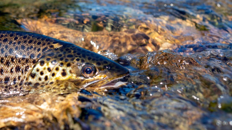 how to set up a line for trout fishing