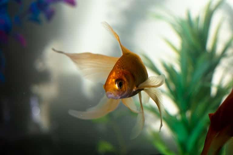 small fish under water - (Are Fish attracted to Light at Night)